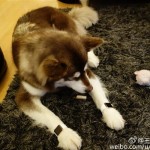 Apple Watch Edition a pes - svetapple.sk