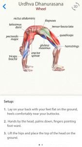 3D Yoga anatomy - svetapple.sk