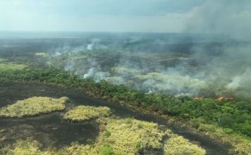 Amazonský prales horí, Apple ho pomôže zachrániť a obnoviť. - svetapple.sk