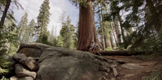 iPhone 11 Pro Cinematic Video Footage (shot in Sequoia National Park) - svetapple.sk