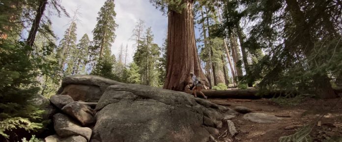 iPhone 11 Pro Cinematic Video Footage (shot in Sequoia National Park) - svetapple.sk