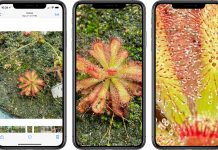 iOS 14: Apple povolilo väčšie približovanie záberov v aplikácii Fotky.