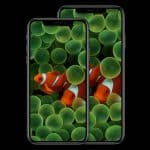 Pozadie "clownfish" pre moderné iPhony