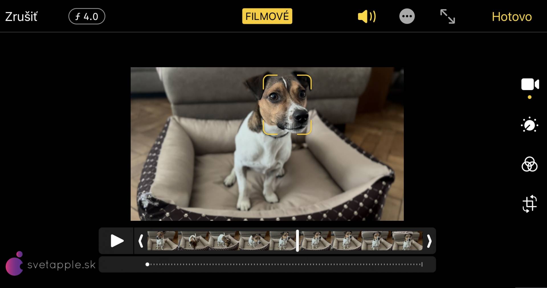 Fotografia psa v úpravách aplikácie fotoaparát na iPhone 13 Pro 
