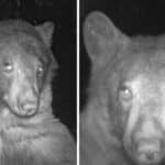 Medveď objavil v lese fotopascu. Urobil si na nej 400 selfie fotiek a teraz baví internet po celom svete medveď v lese si urobil selfie